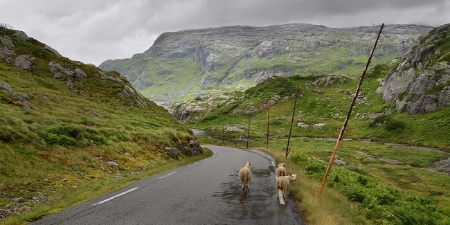 כבשים ליד Svartavatnet