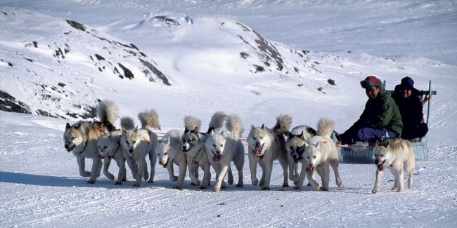מזחלת שלג עם כלבי האסקי