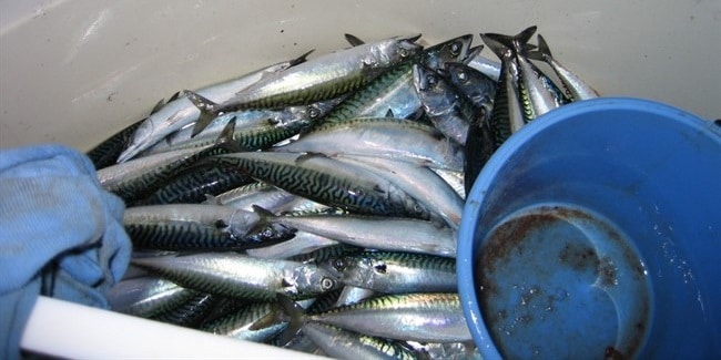 כמות דגי המקרל אחרי דיג ספורטיבי של שעתיים
