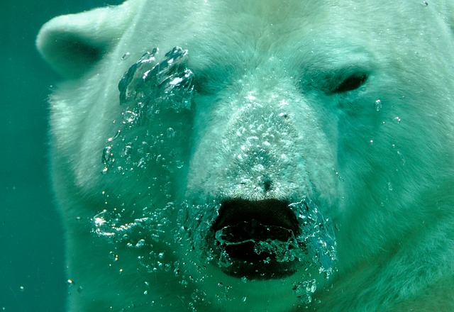 דוב קוטב - חלק של עולם החי של שפיצברגן