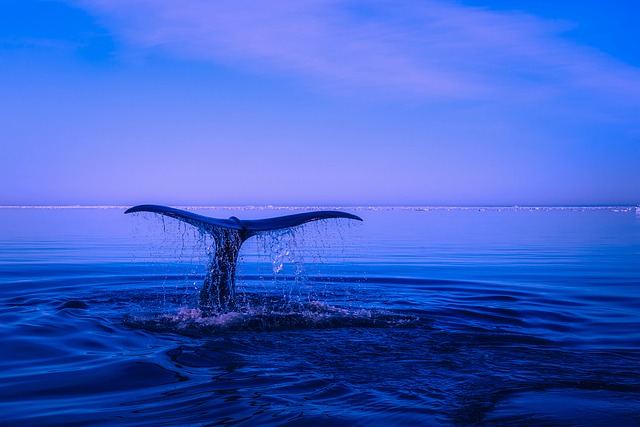 לוויתנים בנורבגיה