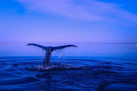 ‏‏לוויתנים בנורבגיה - עותק