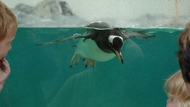 פינגווין וחברים באקווריום של ברגן