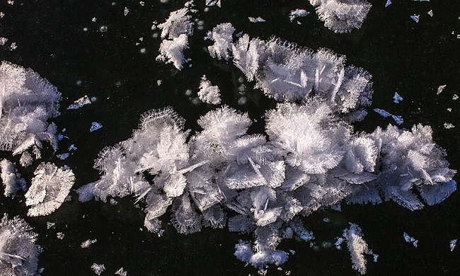 פרחי קרח